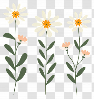 Daisy Flowers - Simple Floral Stems Illustration Transparent PNG