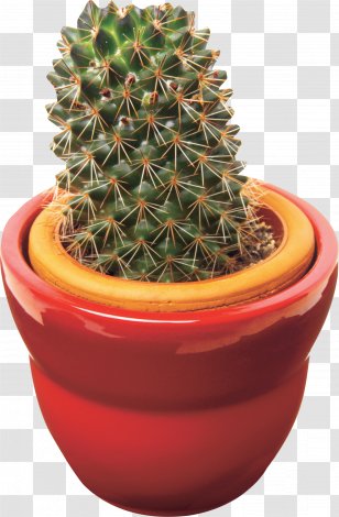 Cactaceae Acanthocereus Tetragonus Clip Art - Houseplant - Plant Transparent PNG