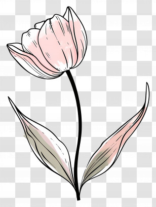 Tulip Flower - Delicate Pink Flower With Stem And Leaves Transparent PNG