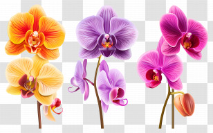 Orchid Flower - Colorful Orchid Flowers Transparent PNG