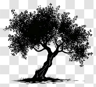 Olive Tree - Black Silhouette Of A Tree With Foliage Transparent PNG