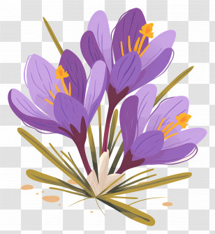 Saffron Crocus - Purple Crocus Flowers Blooming In Spring Transparent PNG