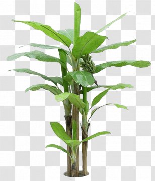 Cooking Banana Tree Arecaceae - Plant Stem - Green Leaves Transparent PNG