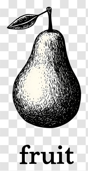 Pear Logo - Vintage Pear Sketch Illustration Transparent PNG