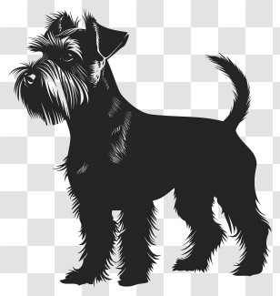 Dog Silhouette - Silhouette Of A Schnauzer Dog Transparent PNG