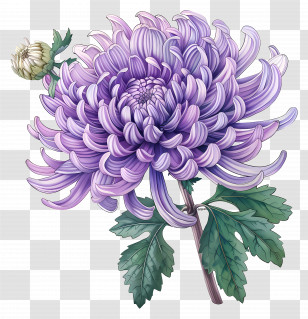 Purple Chrysanthemum - Purple Chrysanthemum Flower Illustration Transparent PNG