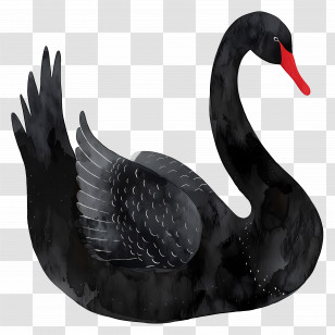 Black Swan - Graceful Black Swan Illustration Transparent PNG