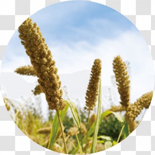 Tenki.jp Foxtail Millet Cereal Solar Term ä¸ƒåäºŒå€™ - Chushu - Rice Transparent PNG
