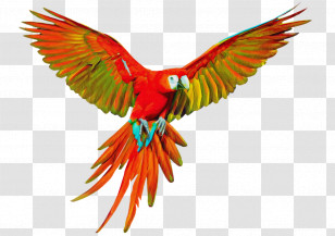 Orange Transparent PNG