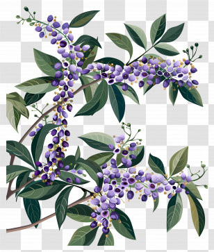 Blooming Chinaberry - Purple Berries With Green Leaf Illustration Transparent PNG