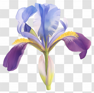 Algerian Iris - Illustrated Purple Iris Flower Transparent PNG