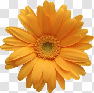 Transvaal Daisy Orange Common IStock Clip Art - Chrysanthemum - Gerber Clipart Transparent PNG