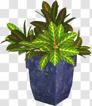 Flowerpot Plant - Evergreen Transparent PNG