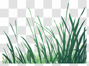 Grass - Green Grass Illustration On Transparent Background Transparent PNG
