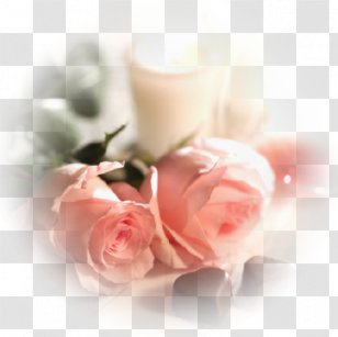 Garden Roses Love Romance Friendship Intimate Relationship - Watercolor - Tree Transparent PNG