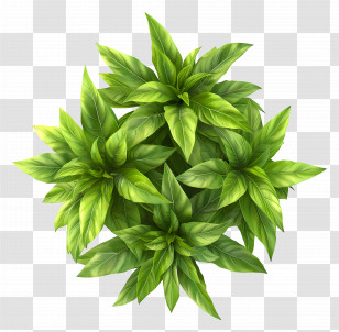 Plant Top View - Top View Of Green Fresh Basil Leaves Illustration Transparent PNG