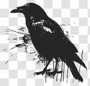 Crow Silhouette - Raven Silhouette Illustration With Artistic Ink Splatter Transparent PNG
