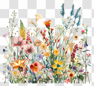 Spring Flowers - Beautiful Wildflower Illustration Transparent PNG