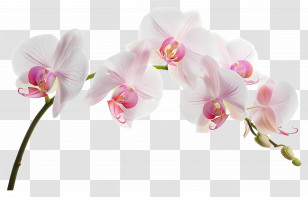 Orchid Flower - White Orchid Flowers With Pink Accents Transparent PNG