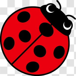 Insect - Cartoon Red Ladybug Illustration Transparent PNG