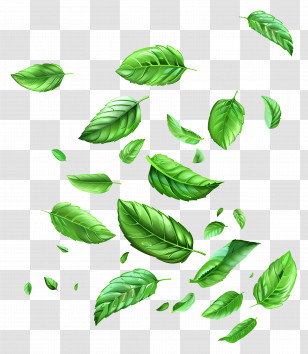 Falling Leaves - Fresh Green Basil Leaves Floating In Mid-air Transparent PNG