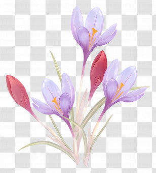 Saffron Crocus - Purple Crocus Flowers In Full Bloom Transparent PNG