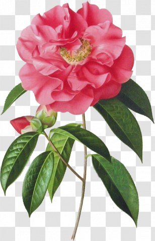 Garden Roses Japanese Camellia Art Painting - Annual Plant Transparent PNG
