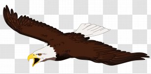 Bald Eagle Golden Clip Art - Vulture - Transparent Clipart Transparent PNG