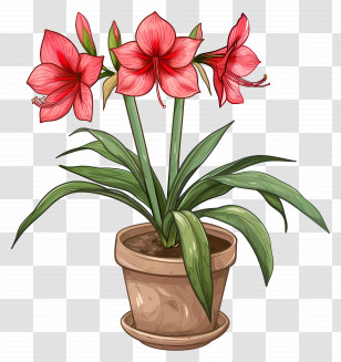 Potted Amaryllis Flower - Potted Amaryllis With Red Flowers Transparent PNG