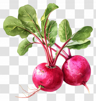 Radishes - Fresh Radishes With Leaves Illustration Transparent PNG