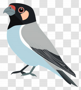 Lovebird - Colorful Bird Illustration In Cartoon Style Transparent PNG
