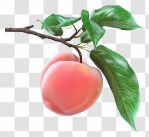 Peach On Branch - Ripe Peach Hanging On A Branch Transparent PNG