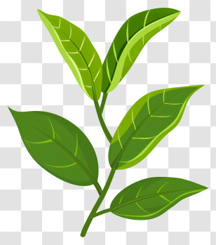 Green Tea Leaf - Illustration Of Green Leaves With A Branch Transparent PNG