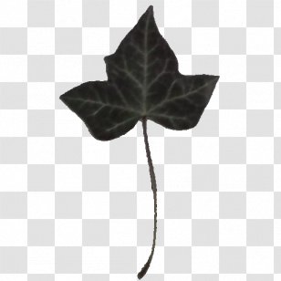 Common Ivy Leaf Vine Virginia Creeper Plant - Tree Transparent PNG