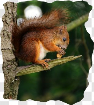 Cartoon Nature Background - Unsplash - Tail Wildlife Transparent PNG