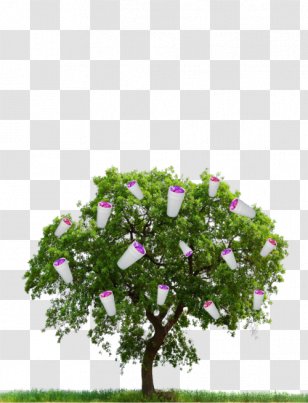 Tree - Highdefinition Television - Clipping Path Transparent PNG