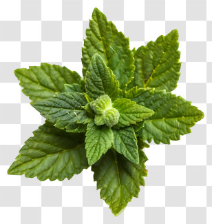 Plant - Fresh Green Mint Leaves Transparent PNG