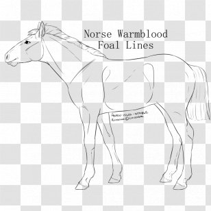 Mule Bridle Stallion Colt Mustang Transparent PNG