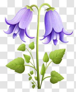 Purple Flowers - Graceful Purple Bellflower Plant Illustration Transparent PNG