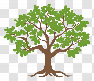 Oak Tree - Green Tree With Lush Leaves Transparent PNG