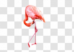 Flamingo Clip Art - Beak - Flamingos Transparent PNG