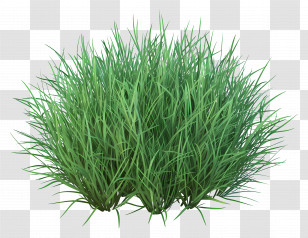 Grass Bush - Lush Green Grass Illustration Transparent PNG