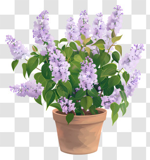 Lilac Flowers In Pot - Lavender Plant In A Clay Pot Transparent PNG