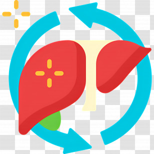 Liver - Liver Health Illustrated With Arrows Transparent PNG