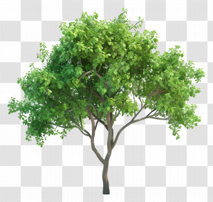 Animated Tree - Beautiful Green Tree With Lush Foliage Transparent PNG