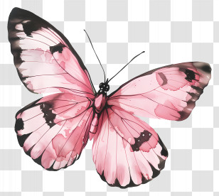 Pink Butterfly - Beautiful Pink Butterfly Illustration Transparent PNG