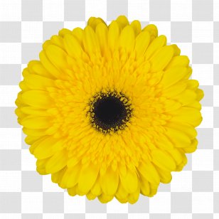 Transvaal Daisy Floristry Zentralhallen Hamm Cut Flowers Product - Yellow - De Kwakel Transparent PNG