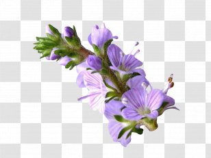 Veronica Officinalis Extraction Lemon Balm - Skin - Flowering Plant Transparent PNG