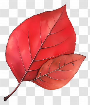 Leaf Drawing - Detailed Red Leaves Illustration For Fall Transparent PNG