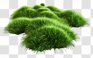 Grass Ground - Bright Green Grass Clusters In Outdoor Setting Transparent PNG
